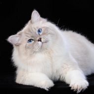 соколик